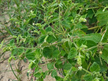 Kıllı yabani ot saldırgan koku bitkisi.