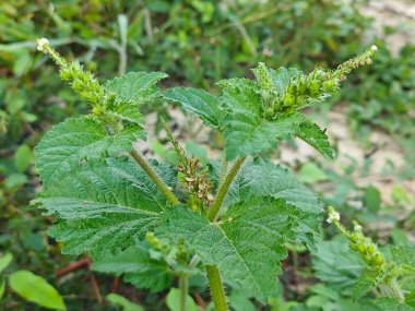 Wild hairy croton weed offensive smelling plant. clipart