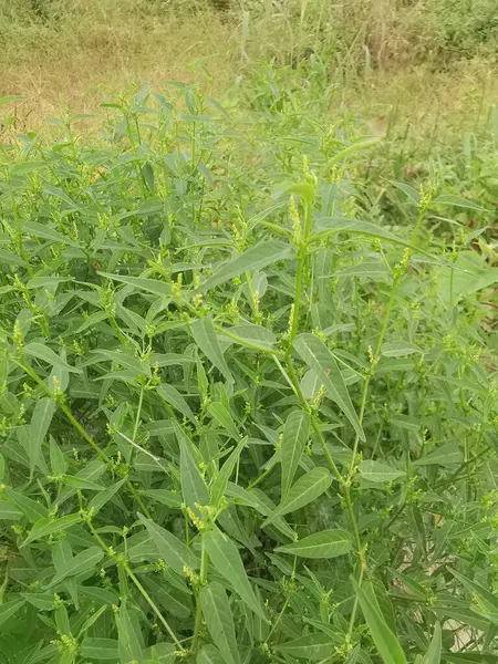 Croton bonplandianus küçük çiçekli yeşil yapraklı bir ot bitkisi..