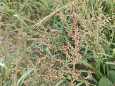 patches of wild Awnless Barnyard Grass on the bushy land. clipart