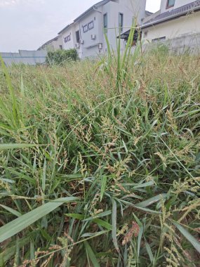 patches of wild Awnless Barnyard Grass on the bushy land. clipart