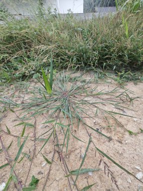 patches of wild Awnless Barnyard Grass on the bushy land. clipart