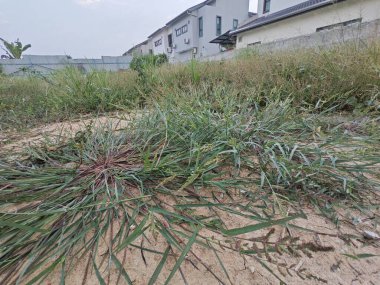 patches of wild Awnless Barnyard Grass on the bushy land. clipart