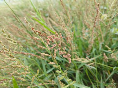 Çalılık arazide başıboş bir çiftlik çimeni var..