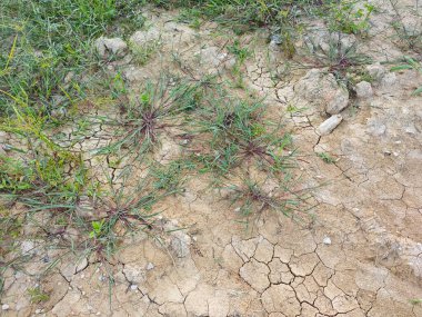 patches of wild Awnless Barnyard Grass on the bushy land. clipart