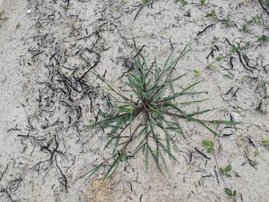 patches of wild Awnless Barnyard Grass on the bushy land. clipart