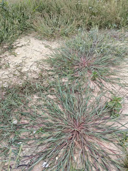 stock image patches of wild Awnless Barnyard Grass on the bushy land.