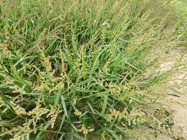 stock image patches of wild Awnless Barnyard Grass on the bushy land.