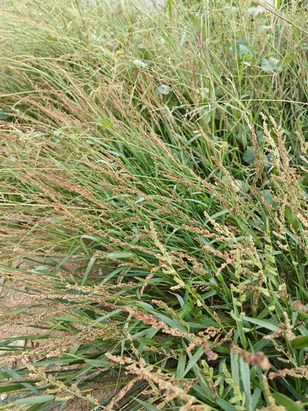 stock image patches of wild Awnless Barnyard Grass on the bushy land.