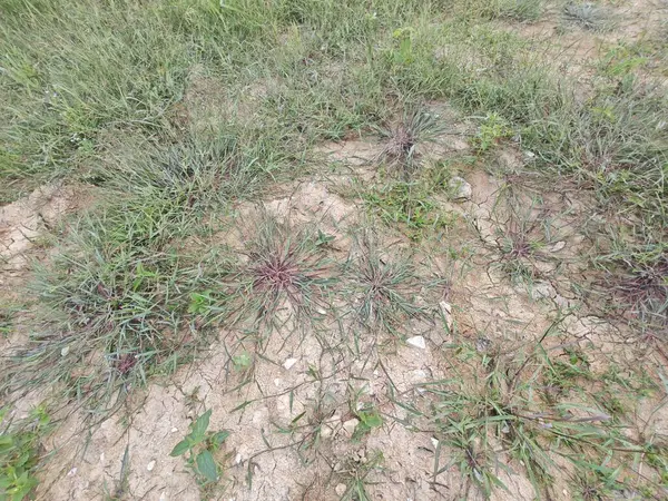 stock image patches of wild Awnless Barnyard Grass on the bushy land.