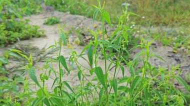 Croton bonplandianus küçük çiçekli yeşil yapraklı bir ot bitkisi..     