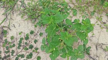 Kıllı yabani ot saldırgan koku bitkisi. 