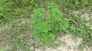 Kıllı yabani ot saldırgan koku bitkisi. 