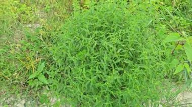 Croton bonplandianus küçük çiçekli yeşil yapraklı bir ot bitkisi..     