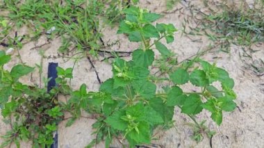 Kıllı yabani ot saldırgan koku bitkisi. 