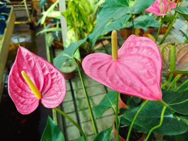 Andoryum, kırmızı kalp şeklinde çiçek açan bitki..