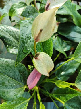 Andoryum, kırmızı kalp şeklinde çiçek açan bitki..