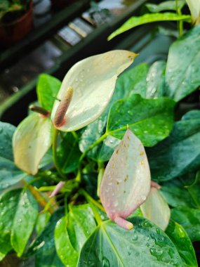 Anthurium the red heart-shaped flowering houseplant. clipart