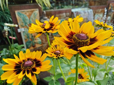 Kirpi şeklinde çiçekli başlıklı turuncu renkli Coneflower..