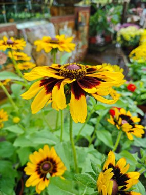 Kirpi şeklinde çiçekli başlıklı turuncu renkli Coneflower..