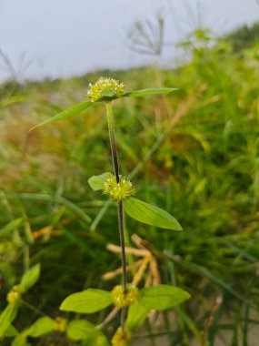 mitracarpus hirtus yaban çiçeği otu ve küçük çiçek bitkisi.