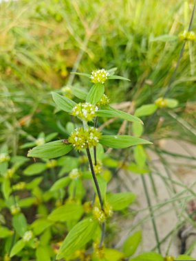 mitracarpus hirtus wildflower weed with tiny flower plant. clipart