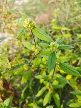 mitracarpus hirtus wildflower weed with tiny flower plant. clipart