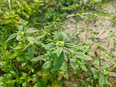 mitracarpus hirtus yaban çiçeği otu ve küçük çiçek bitkisi.