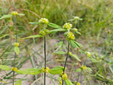 mitracarpus hirtus yaban çiçeği otu ve küçük çiçek bitkisi.