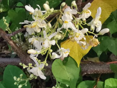 Moringa oleifera kokulu ve hermafrodit beyaz çiçek.