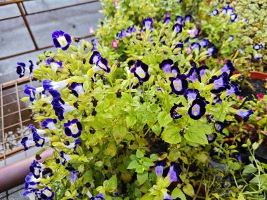 Torenia Fournieri, Linderniaceae 'de mavi, mor veya pembe renkli sarı işaretli yıllık bir bitkidir.