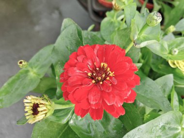 Red colored Zinnia elegans petals flowering plant. clipart