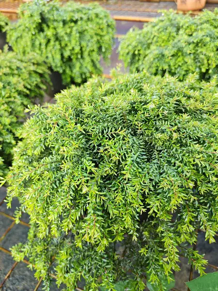 stock image Small ornamental bushy coniferous Tsuga canadensis spurge plant in a pot.