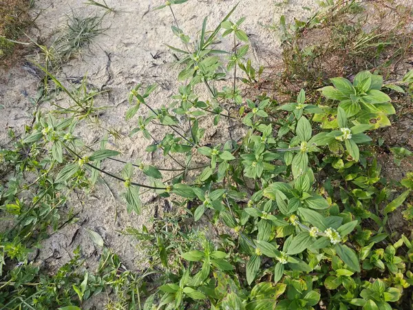 stock image mitracarpus hirtus wildflower weed with tiny flower plant.