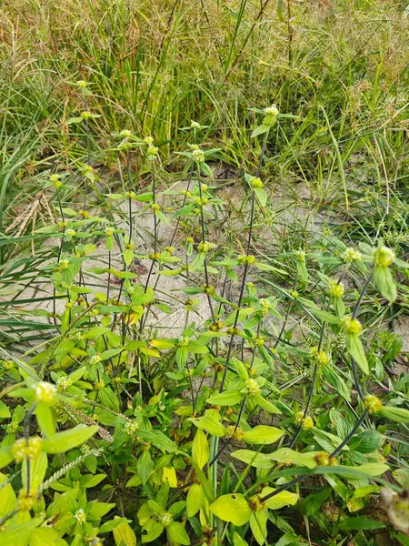 stock image mitracarpus hirtus wildflower weed with tiny flower plant.