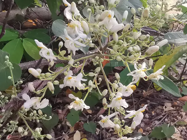 stock image Moringa oleifera the white flowering which is fragrant and hermaphroditic.