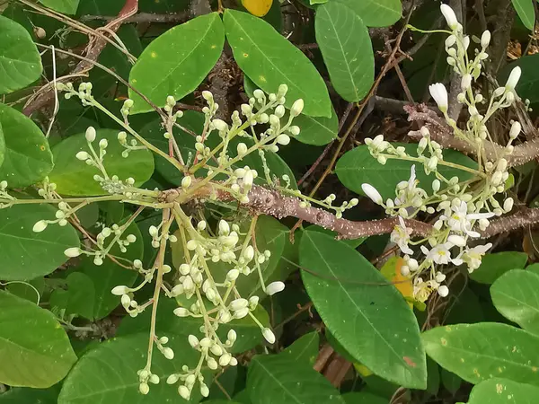 stock image Moringa oleifera the white flowering which is fragrant and hermaphroditic.