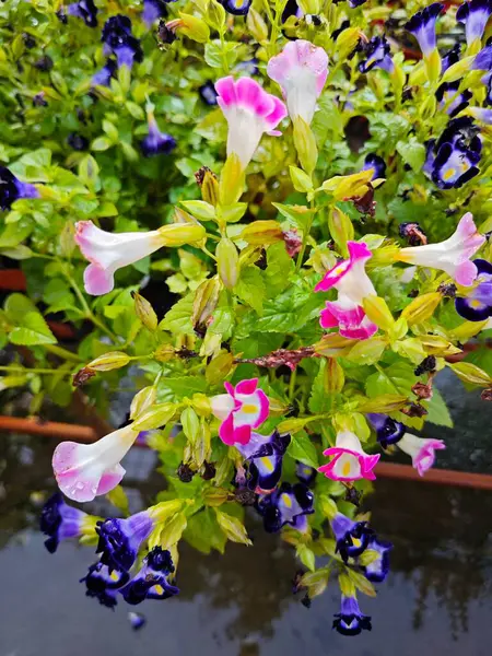 stock image Torenia fournieri is an annual plant in the Linderniaceae, with blue, purple, or pink flowers that have yellow markings