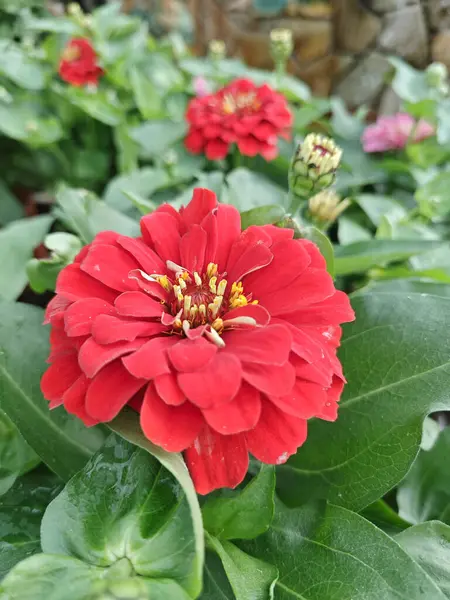 stock image Red colored Zinnia elegans petals flowering plant.