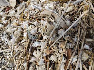 Kurumuş nadir bulunan murex deniz salyangozu kabukları..