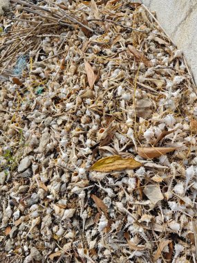 Kurumuş nadir bulunan murex deniz salyangozu kabukları..