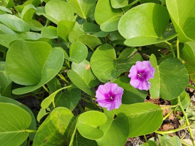 Çalı tropikal kumlu plaj Ipomoea pres-Caprae çiçek bitkisi.