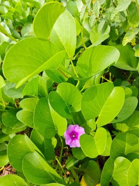 Çalı tropikal kumlu plaj Ipomoea pres-Caprae çiçek bitkisi.