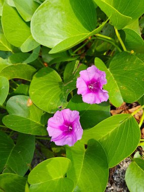 Çalı tropikal kumlu plaj Ipomoea pres-Caprae çiçek bitkisi.
