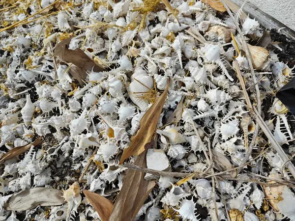 stock image piles of dried Rare-spined murex sea snail shells.