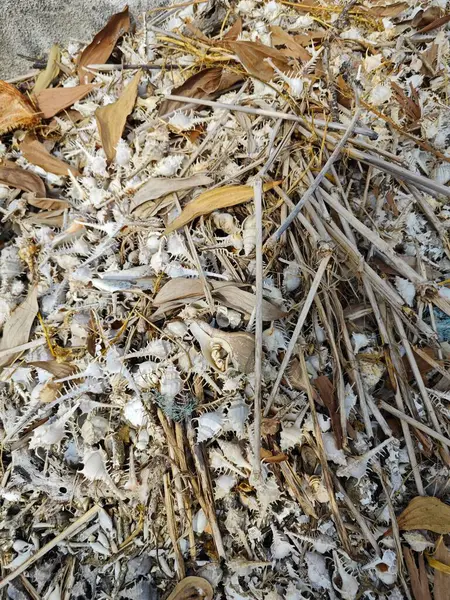 stock image piles of dried Rare-spined murex sea snail shells.