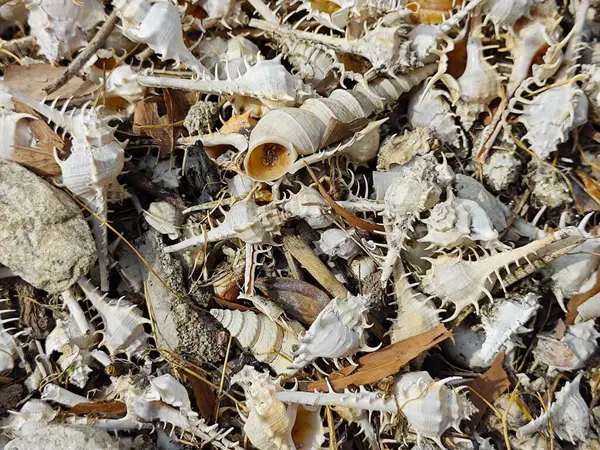 stock image piles of dried Rare-spined murex sea snail shells.