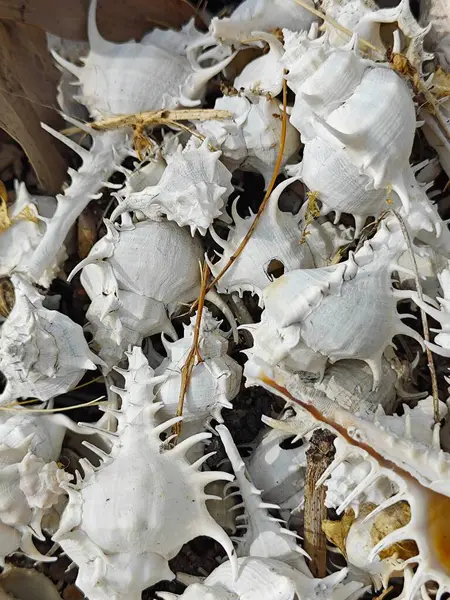 stock image piles of dried Rare-spined murex sea snail shells.