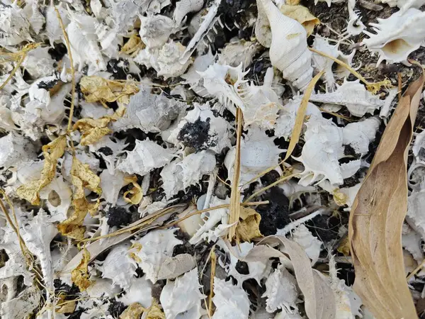 stock image piles of dried Rare-spined murex sea snail shells.