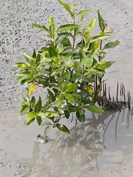 stock image Mudskipper head emerging out from the pool of mangrove swamp beach.